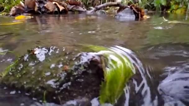 Calma Corriente Agua Que Fluye Sobre Las Rocas Cámara Lenta — Vídeo de stock