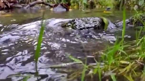 Ruhig Fließendes Wasser Fließt Zeitlupe Über Felsen Durch Idyllische Grüne — Stockvideo