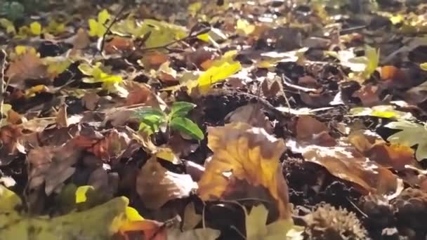 Vue Travers Feuillage Contre Jour Dans Une Forêt Ensoleillée Avec — Video