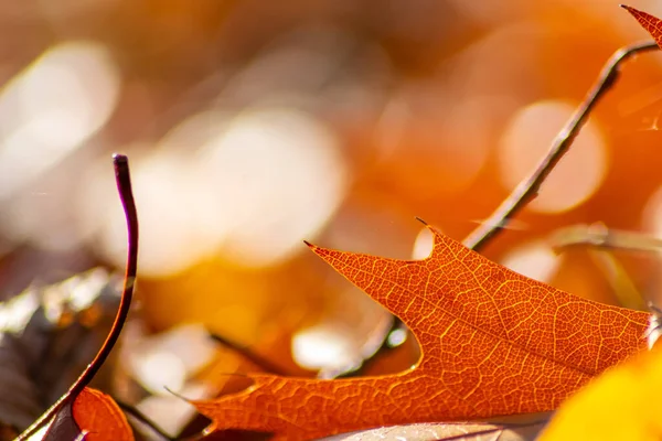 Colorful Leaves Autumn Fall Shine Bright Backlight Show Leaf Veins — Stock Photo, Image