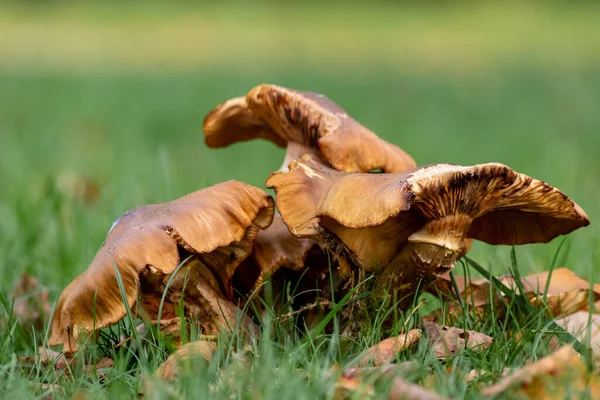 秋天开花旅游中发现的一个森林里的大蘑菇 在蘑菇季节里 在地面背光下的褐色叶子是美味但可能有毒和危险的森林果实 — 图库照片