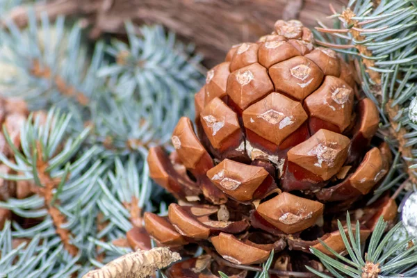 Close Pine Cone Green Needles — стоковое фото