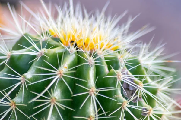 Zielony Kolczasty Kaktus Długimi Cierniami Jest Doskonale Chroniony Przystosowany Pustyń — Zdjęcie stockowe