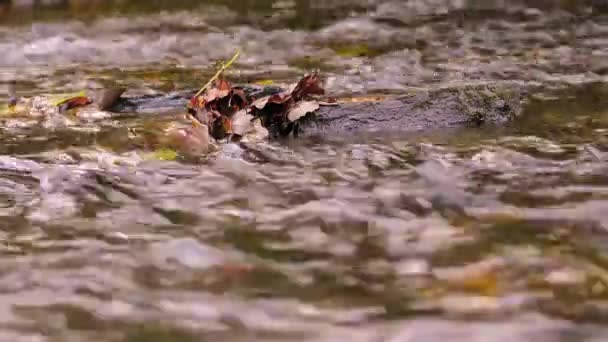 Água Cristalina Que Flui Sobre Rochas Pedras Com Musgo Ondulações — Vídeo de Stock