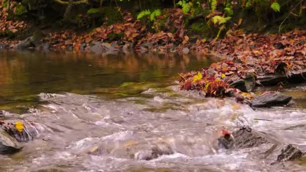 Κρύσταλλο Καθαρό Νερό Που Ρέει Πάνω Από Βράχους Και Πέτρες — Αρχείο Βίντεο