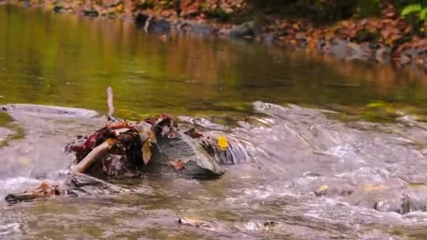 Kristalhelder Water Stromend Rotsen Stenen Met Mos Zijdezachte Rimpelingen Door — Stockvideo