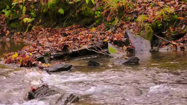 Křišťálově Čistá Voda Tekoucí Přes Skály Kameny Mechem Hedvábnými Vlnkami — Stock video