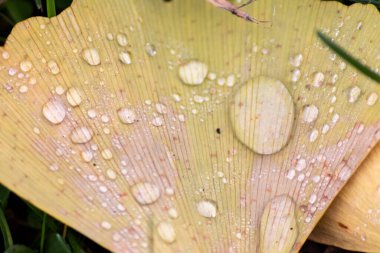 Sonbaharda renkli gingko yaprakları ve parlak bir şekilde yağar yağmurdan sonra turuncu, kırmızı ve sarı renklerle ışıldar Hindistan 'da yaz yağmuru altında doğanın güzel bir tarafı olarak.