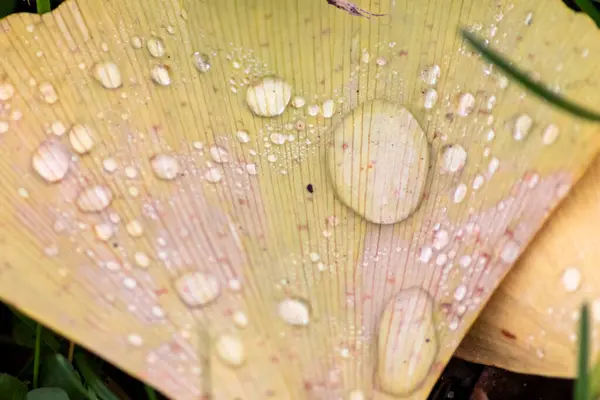 Les Feuilles Gingko Colorées Automne Automne Brillent Brillamment Après Pluie — Photo