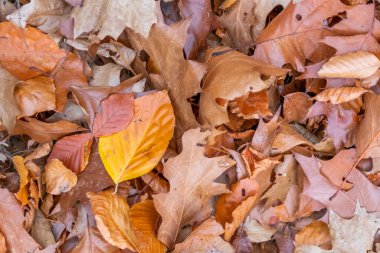 Sonbaharda renkli yapraklar ve düşüşler arka planda parlak bir şekilde parlar ve güneş ışığında yaprak damarlarını turuncu, kırmızı ve sarı renklerle gösterir soğuk mevsimde doğanın güzel bir tarafı olarak.