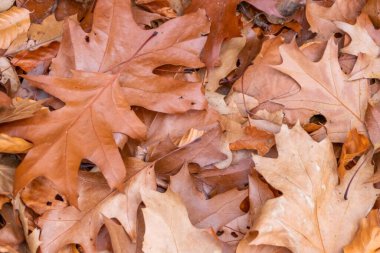 Sonbaharda renkli yapraklar ve düşüşler arka planda parlak bir şekilde parlar ve güneş ışığında yaprak damarlarını turuncu, kırmızı ve sarı renklerle gösterir soğuk mevsimde doğanın güzel bir tarafı olarak.