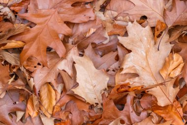 Sonbaharda renkli yapraklar ve düşüşler arka planda parlak bir şekilde parlar ve güneş ışığında yaprak damarlarını turuncu, kırmızı ve sarı renklerle gösterir soğuk mevsimde doğanın güzel bir tarafı olarak.