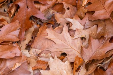 Sonbaharda renkli yapraklar ve düşüşler arka planda parlak bir şekilde parlar ve güneş ışığında yaprak damarlarını turuncu, kırmızı ve sarı renklerle gösterir soğuk mevsimde doğanın güzel bir tarafı olarak.