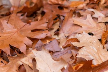 Sonbaharda renkli yapraklar ve düşüşler arka planda parlak bir şekilde parlar ve güneş ışığında yaprak damarlarını turuncu, kırmızı ve sarı renklerle gösterir soğuk mevsimde doğanın güzel bir tarafı olarak.