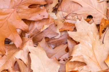 Sonbaharda renkli yapraklar ve düşüşler arka planda parlak bir şekilde parlar ve güneş ışığında yaprak damarlarını turuncu, kırmızı ve sarı renklerle gösterir soğuk mevsimde doğanın güzel bir tarafı olarak.