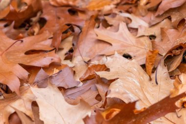 Sonbaharda renkli yapraklar ve düşüşler arka planda parlak bir şekilde parlar ve güneş ışığında yaprak damarlarını turuncu, kırmızı ve sarı renklerle gösterir soğuk mevsimde doğanın güzel bir tarafı olarak.