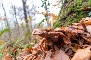 Büyük mantarlar sonbaharda mantar toplamada bulunurlar. Mantar mevsiminde yerde kahverengi yapraklar vardır. Lezzetli ama muhtemelen zehirli ve tehlikeli orman meyveleri toplarlar.