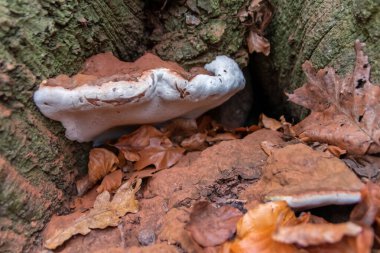 Büyük mantarlar sonbaharda mantar toplamada bulunurlar. Mantar mevsiminde yerde kahverengi yapraklar vardır. Lezzetli ama muhtemelen zehirli ve tehlikeli orman meyveleri toplarlar.
