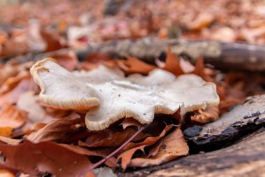 Büyük mantarlar sonbaharda mantar toplamada bulunurlar. Mantar mevsiminde yerde kahverengi yapraklar vardır. Lezzetli ama muhtemelen zehirli ve tehlikeli orman meyveleri toplarlar.