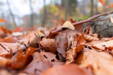 Büyük mantarlar sonbaharda mantar toplamada bulunurlar. Mantar mevsiminde yerde kahverengi yapraklar vardır. Lezzetli ama muhtemelen zehirli ve tehlikeli orman meyveleri toplarlar.