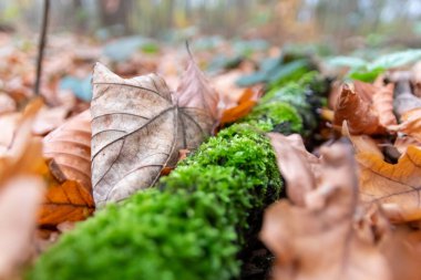 Sonbaharda renkli yapraklar ve yosunlu bir dalın üzerine düşerler ve güneş ışığında yaprak damarlarını turuncu, kırmızı ve sarı renkleri soğuk mevsimde doğanın güzel tarafı olarak gösterirler.