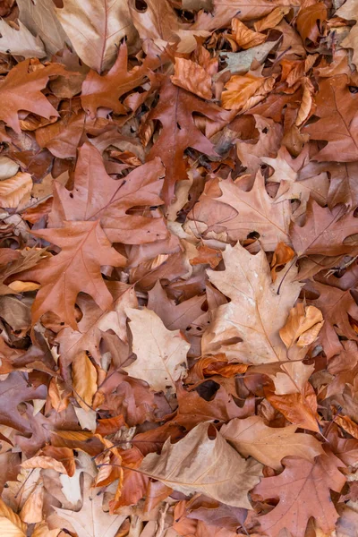 Färgglada Blad Hösten Och Hösten Lyser Klart Bakgrunden Och Visar — Stockfoto