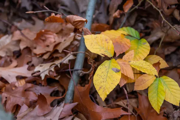 秋には色とりどりの葉がバックライトで輝き 寒い季節には自然の美しい側面としてオレンジ 黄色で太陽の下で葉の静脈を示します — ストック写真