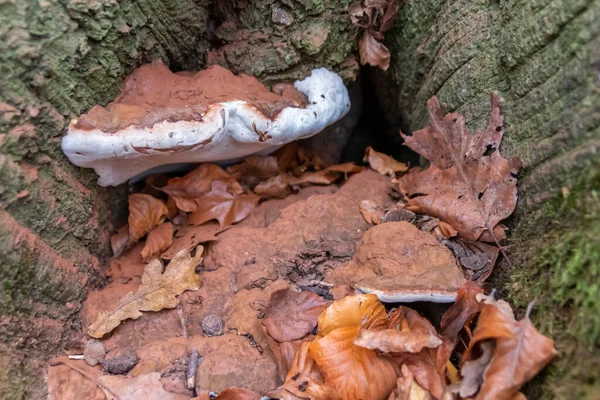 Grandes Setas Bosque Que Encuentran Gira Setas Otoño Con Follaje — Foto de Stock