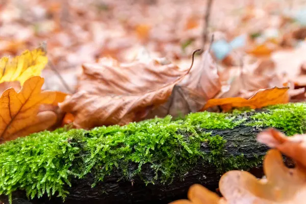 Foglie Colorate Autunno Cadono Ramo Muschiato Mostrano Loro Vene Fogliari — Foto Stock