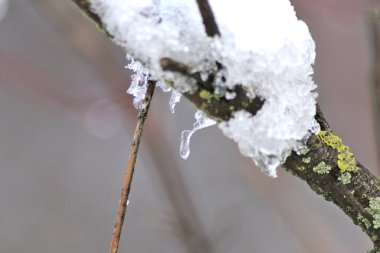 Kışın ve aralıkta bir dalda kar ve buz sarkıtları soğuk mevsimi gösteriyor. Beyaz Noel ve kar kristalleri, eriyen kar ve kış mevsiminde eriyen buz, soğuk hava ve düşük sıcaklıkta.