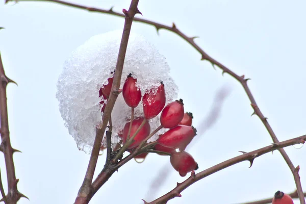 Red fruit of a rose hip in winter time with snow, ice and icicles shows thawing in December after snow fall with melting ice, melting snow and water drops on the winter fruit