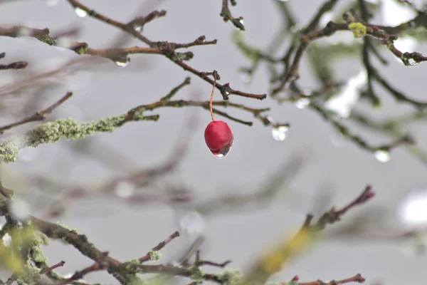 Red fruit of a rose hip in winter time with snow, ice and icicles shows thawing in December after snow fall with melting ice, melting snow and water drops on the winter fruit