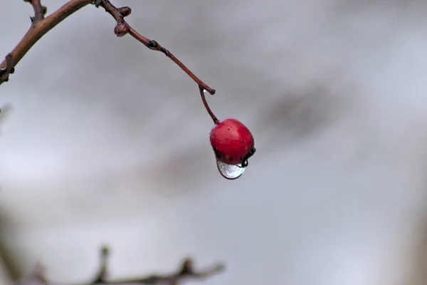 Fruit Rouge Une Rose Hanche Hiver Avec Neige Glace Des — Photo