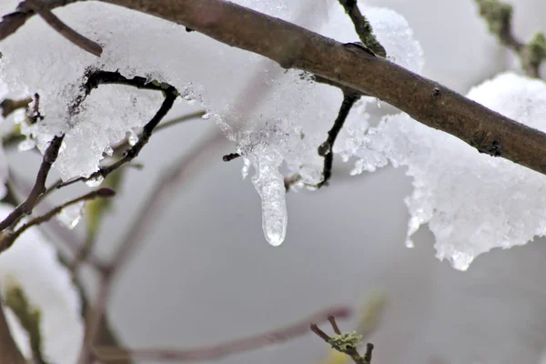 Neige Les Glaçons Sur Une Branche Hiver Décembre Montrent Saison — Photo