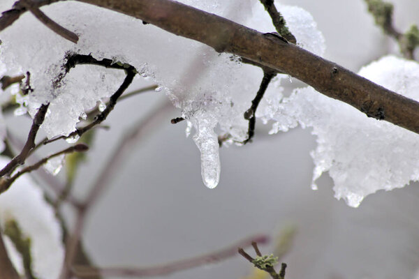 Snow and icicles on a branch in winter and December shows the cold season with white Christmas and snow crystals and melting snow and melting ice in winter time with frost weather and low temperature