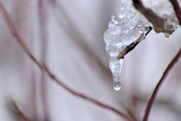 Snow and icicles on a branch in winter and December shows the cold season with white Christmas and snow crystals and melting snow and melting ice in winter time with frost weather and low temperature