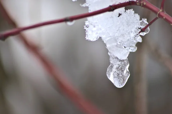 在冬季和12月 树枝上的雪和冰柱显示了寒冷的季节 有白色的圣诞和雪晶 融化的雪和融化的冰在冬季 有霜冻天气和低温 — 图库照片