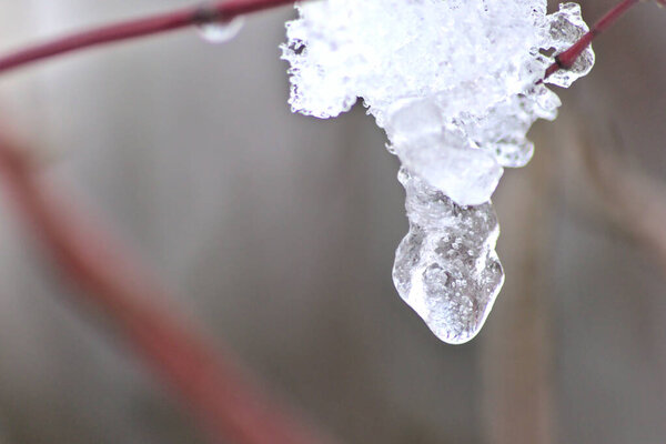 Snow and icicles on a branch in winter and December shows the cold season with white Christmas and snow crystals and melting snow and melting ice in winter time with frost weather and low temperature