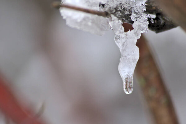 Snow and icicles on a branch in winter and December shows the cold season with white Christmas and snow crystals and melting snow and melting ice in winter time with frost weather and low temperature