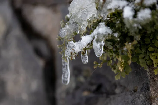 Longues Glaçons Suspendus Mur Pierre Feuilles Vertes Égouttant Eau Comme — Photo