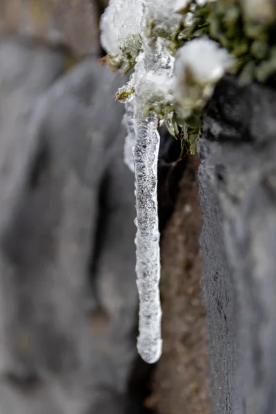 Długie Sople Wiszące Kamiennej Ścianie Zielonych Liści Kapiąca Woda Jak — Zdjęcie stockowe