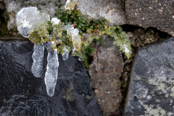 Longues Glaçons Suspendus Mur Pierre Feuilles Vertes Égouttant Eau Comme — Photo