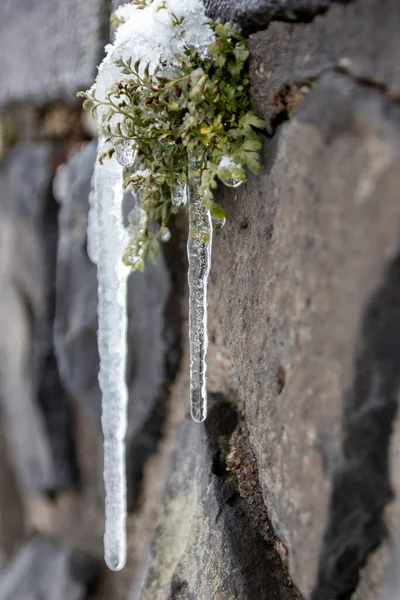 Longues Glaçons Suspendus Mur Pierre Feuilles Vertes Égouttant Eau Comme — Photo