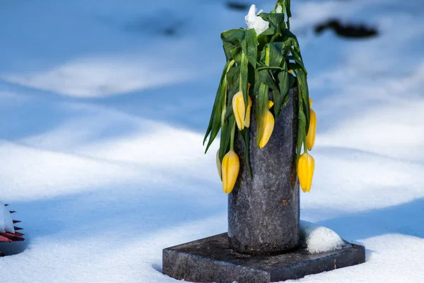 Tulpen Sneeuw Tijdens Het Winterseizoen — Stockfoto