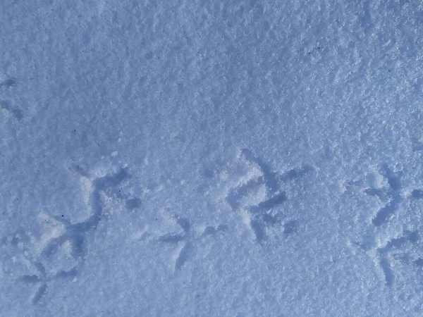 Текстура Снігового Фону Взимку — стокове фото