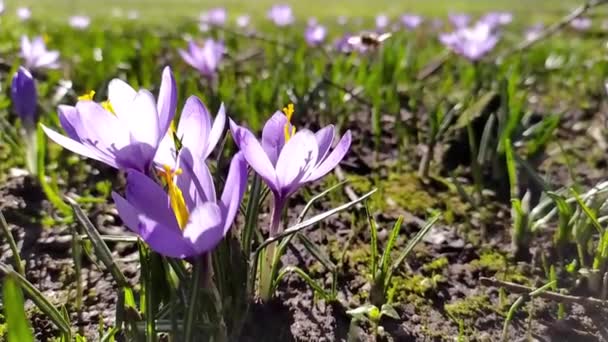 Zajęty Pszczoła Zbieram Pyłek Krokus Kwiat Żółty Szafran Znaczek Park — Wideo stockowe