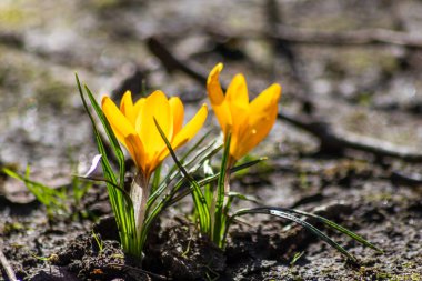 İlkbahar arka planında güzel bir çiçek baharın ve yazın aydınlık yüzünü gösterir. Çiçekli bahçede ve sarı ve mor yapraklı bulanık bir arka planda parlak yapraklar.