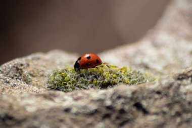 Güzel siyah noktalı uğur böceği arka planda bulanık bir bitkiye tırmanıyor ve birçok kopya alanı onları yararlı bir organizma ve bahçede yararlı bir hayvan olarak öldürmek için bitki kalıntıları arıyor.