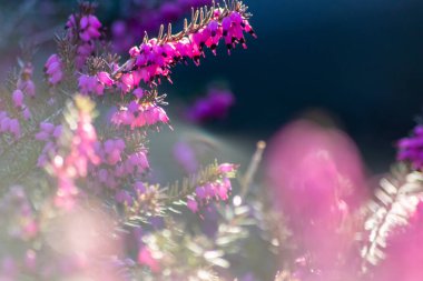 Bahar bozkırlarında açan pembe fundalık çiçekleri parlak arka planda bulunan Calluna Vulgaris bitkileri tozlaşma için küçük mor taç yapraklarıyla canlı fundalık tarlasında taze bahçe renklerini gösteriyor.