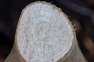 Kesilmiş dalın doğal kaba figürü, güzel bir doğal ahşap arka plan, yenilenebilir kaynaklar ve mobilya için kereste endüstrisi ve sonbahar ve kış aylarında ağaç halkaları ile eylemler görmektedir.